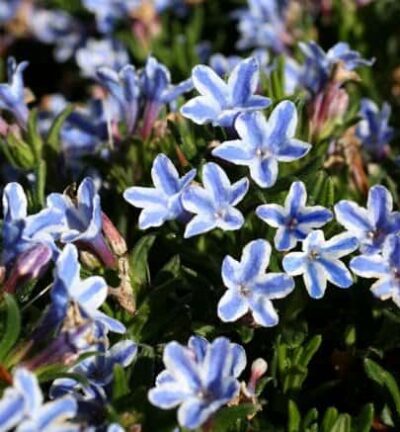 Lithodora diffusa 'Star' (Glandora) - Parelkruid