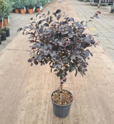 Loropetalum chinense 'Ever Red' - Heksenstruik op 50cm stam