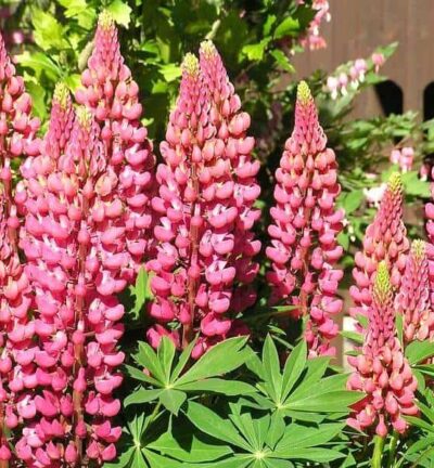Lupinus Gallery 'Pink' - Vaste Lupine
