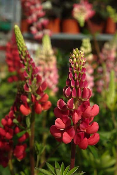 Lupinus Gallery 'Red' - Vaste Lupine