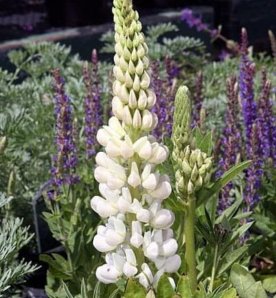Lupinus Gallery 'White' - Vaste Lupine