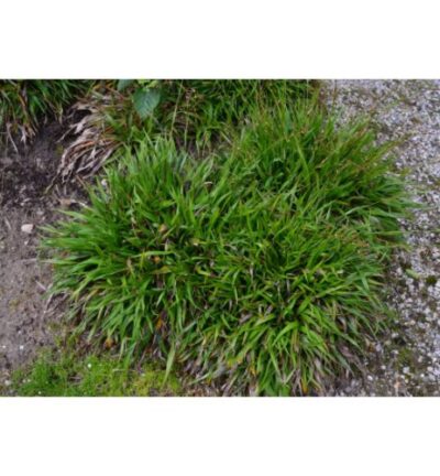 Luzula pilosa 'Igel' - Veldbies