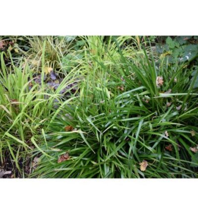 Luzula sylvatica - Grote Veldbies