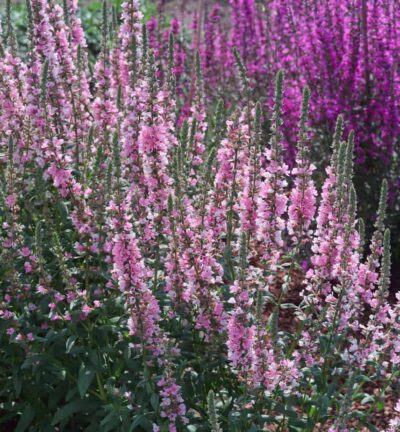Lythrum salicaria ´Blush´ - Grote Kattenstaart