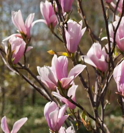 Magnolia 'Soulangeana' - Beverboom