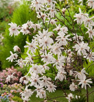 Magnolia 'Stellata' - Beverboom