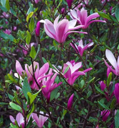 Magnolia 'Susan' - Beverboom