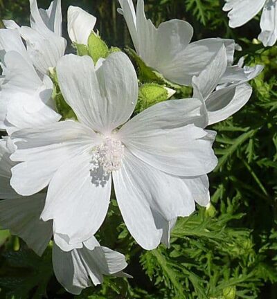 Malva moschata 'Alba' - Muskuskaasjeskruid
