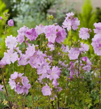 Malva moschata 'Rosea' - Muskuskaasjeskruid