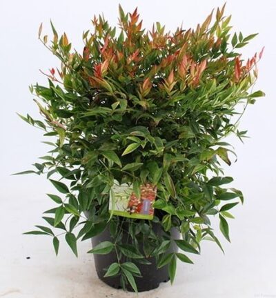 Nandina domestica 'Gulf Stream' - Hemelse bamboe