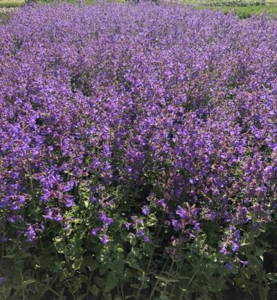 Nepeta faassenii - Kattenkruid
