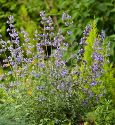 Nepeta faassenii ´Walker´s low´ - Kattenkruid