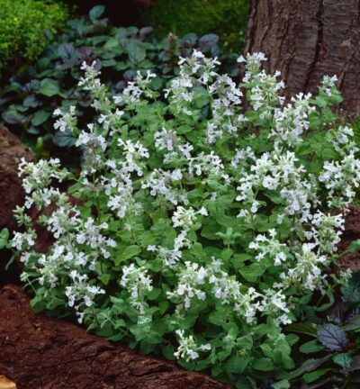 Nepeta racemosa 'Snowflake' - Kattenkruid
