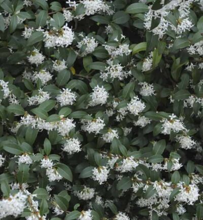 Osmanthus burkwoodii - Schijnhulst