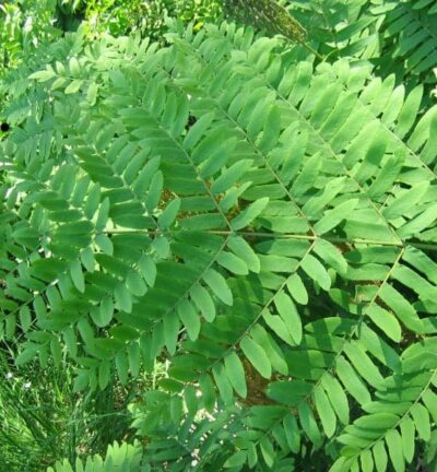 Osmunda 'regalis' - Koningsvaren