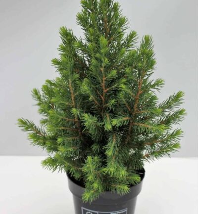 Picea glauca 'Conica' - Canadese spar
