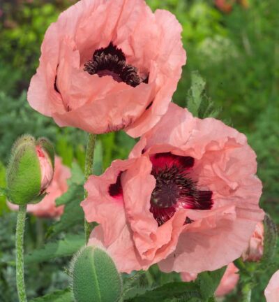 Papaver nudicaule 'Prinzessin Viktoria Louise' - Oosterse Klaproos