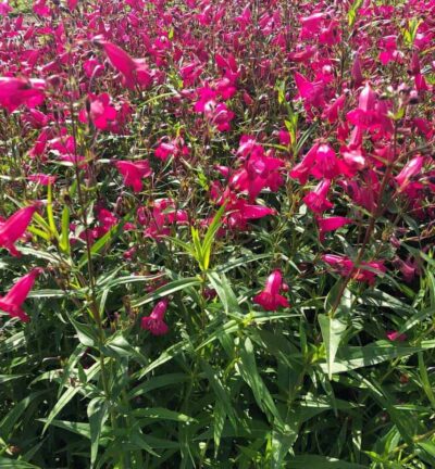 Penstemon 'Garnet' - Slangekop