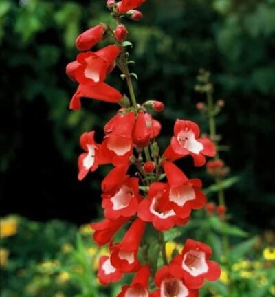 Penstemon hartwegii 'Polaris Red' - Slangekop