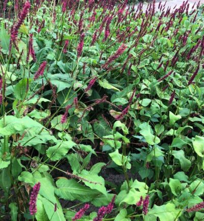 Persicaria ampelixcaulis 'Speciosa' - Duizendknoop