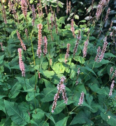 Persicaria amplexicaulis 'Rosea' - Duizendknoop