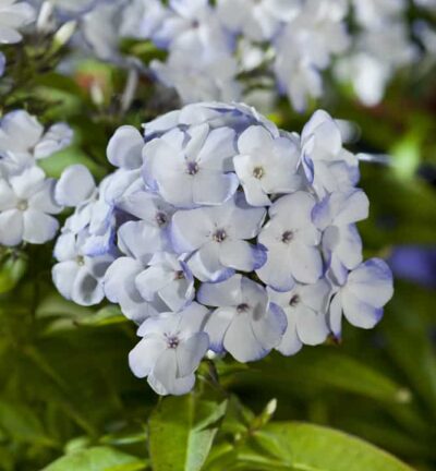 Phlox paniculata 'Flame Blue' - Hoge Vlambloem
