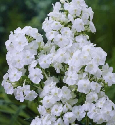 Phlox paniculata 'Fujiyama' - Hoge Vlambloem