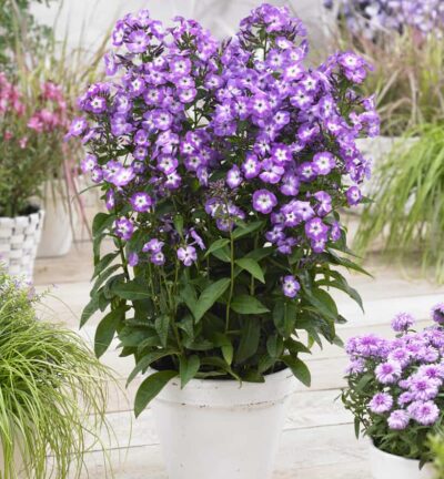Phlox paniculata 'Laura' - Hoge Vlambloem