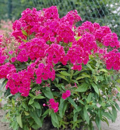 Phlox paniculata 'Tenor' - Hoge Vlambloem