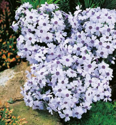 Phlox subulata 'Bavaria' - Vlambloem