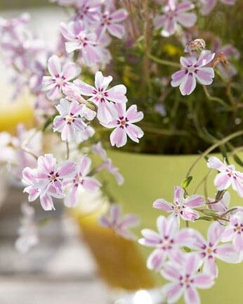 Phlox subulata 'Candy Stripes' - Vlambloem