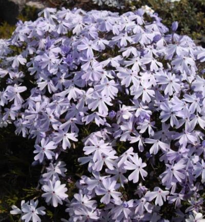 Phlox subulata 'Emerald Cushion Blue' - Vlambloem