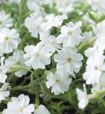 Phlox subulata 'Maischnee' - Vlambloem