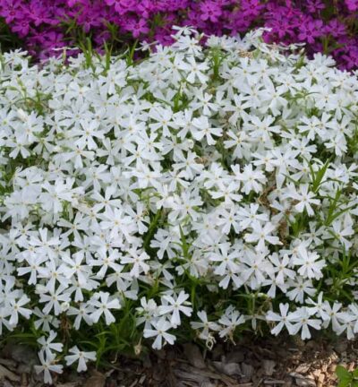 Phlox subulata 'White Delight' - Vlambloem
