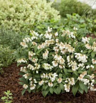 Pieris japonica 'Cupido' - Rotsheide