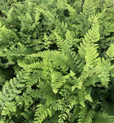 Polystichum setiferum 'Plumosum' - Zachte Naaldvaren