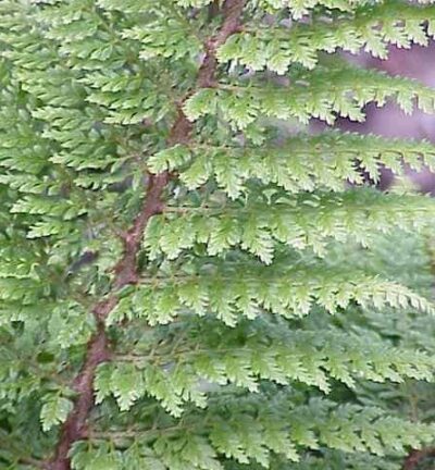 Polystichum setiferum 'Proliferum' - Naaldvaren
