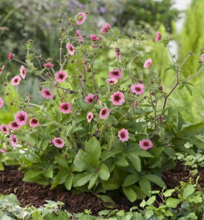 Potentilla nepalensis 'Miss Willmott' - Ganzerik