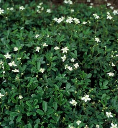 Potentilla tridentata Nuuk - Ganzerik