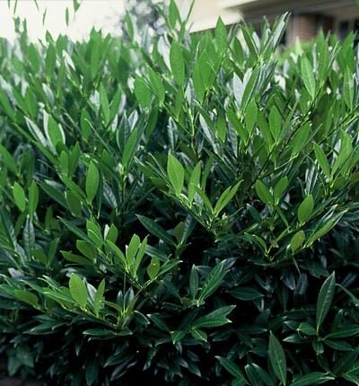 Prunus laurocerasus Otto Luyken  -  Laurierkers