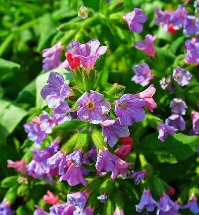 Pulmonaria officinalis - Longkruid