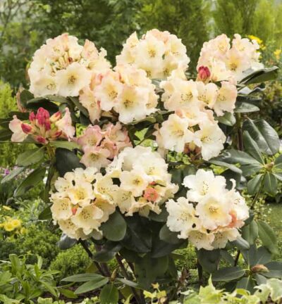 Rhododendron 'Horizon Monarch' - Rododendron