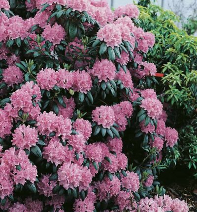 Rhododendron 'Roseum Elegans' - Rododendron