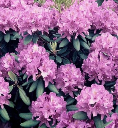 Rhododendron catawbiense 'Boursault' - Rododendron
