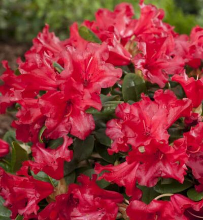 Rhododenron 'Scarlet Wonder' - Dwerg rododendron