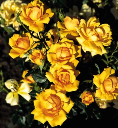 Rosa 'Amber Nectar' - Trosroos