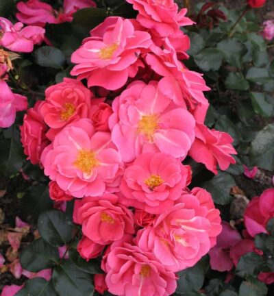 Rosa Chapeau - Trosroos