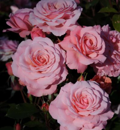 Rosa Evy - Trosroos