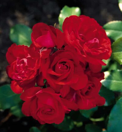 Rosa Satchmo - Trosroos