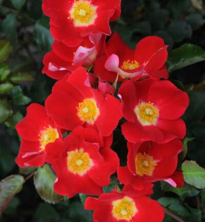 Rosa Symphonica  -  Trosroos
